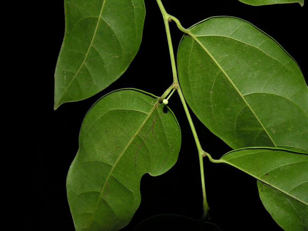 Sivun Heisteria scandens Ducke kuva