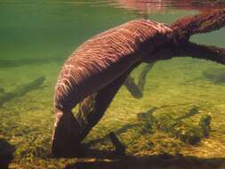 Image of manatees