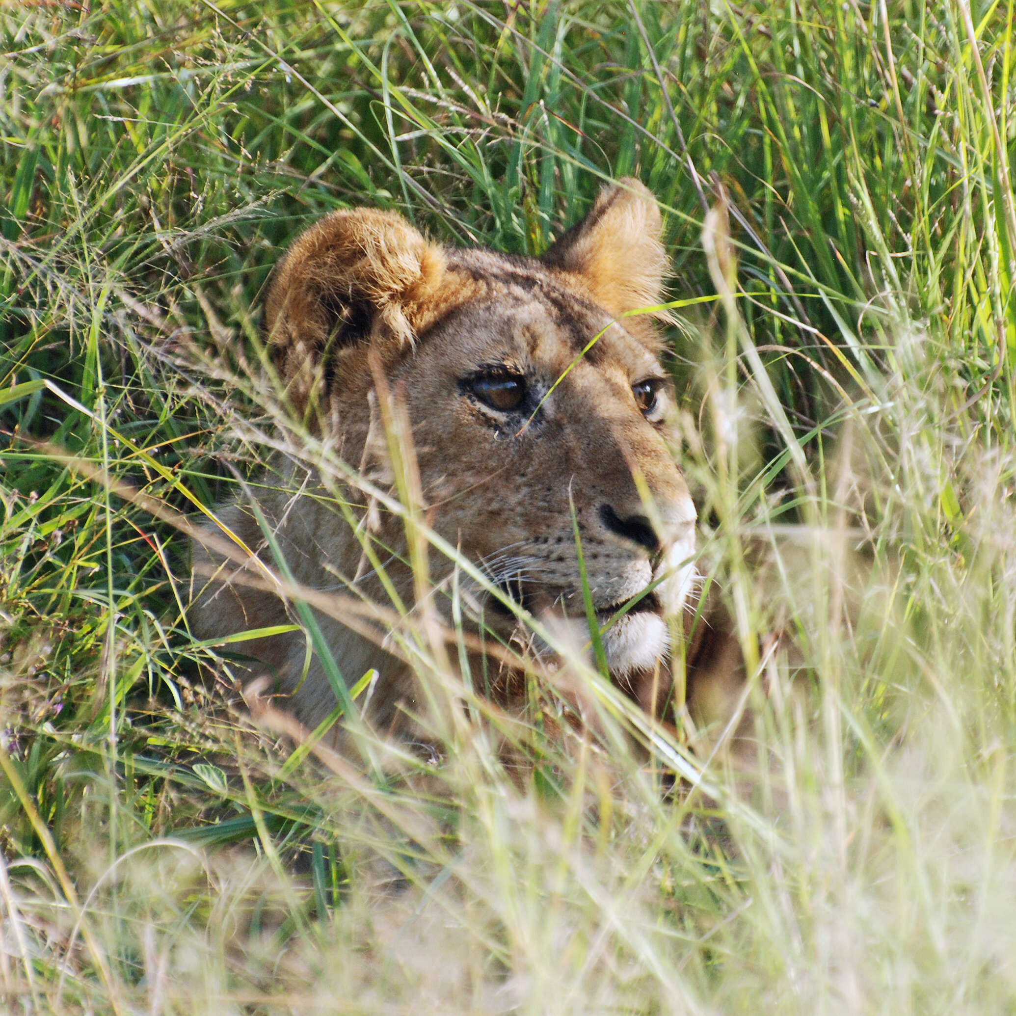 Image of African Lion