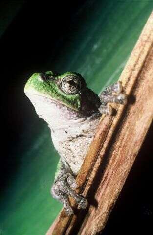 Image of Gray Treefrog