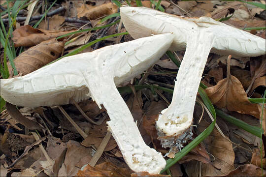 Image of bitter brown leucopaxillus