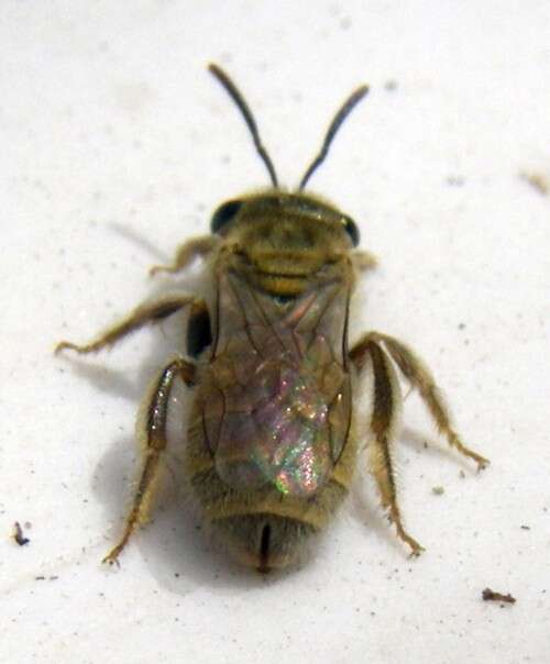 Halictus smaragdulus Vachal 1895的圖片