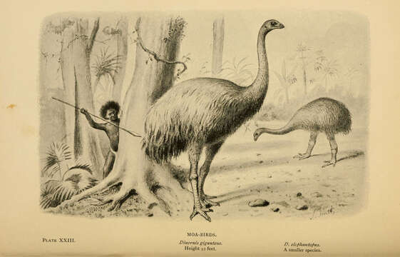 Dinornis Owen 1843 resmi