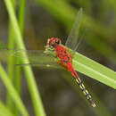 Image of Barbet Percher