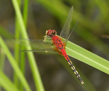 Image of Barbet Percher