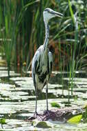 صورة Ardea cinerea cinerea Linnaeus 1758