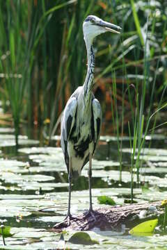 Image of Ardea cinerea cinerea Linnaeus 1758