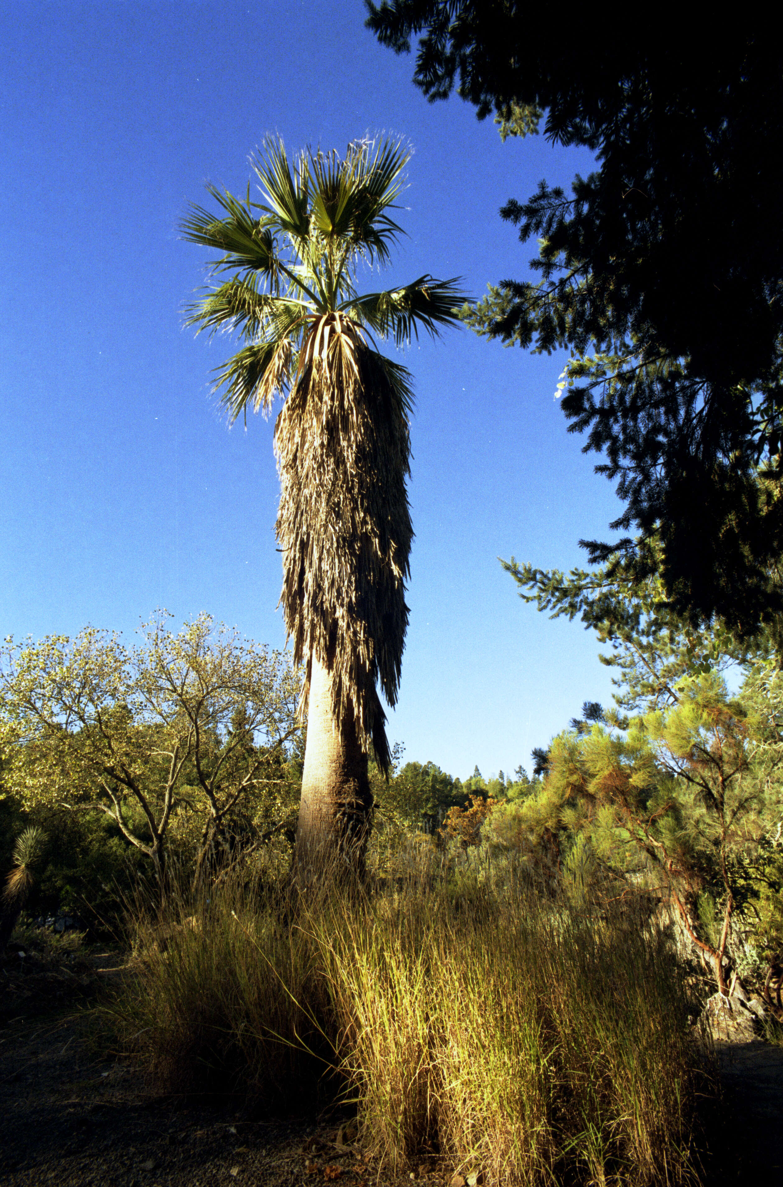 Image of fan palm