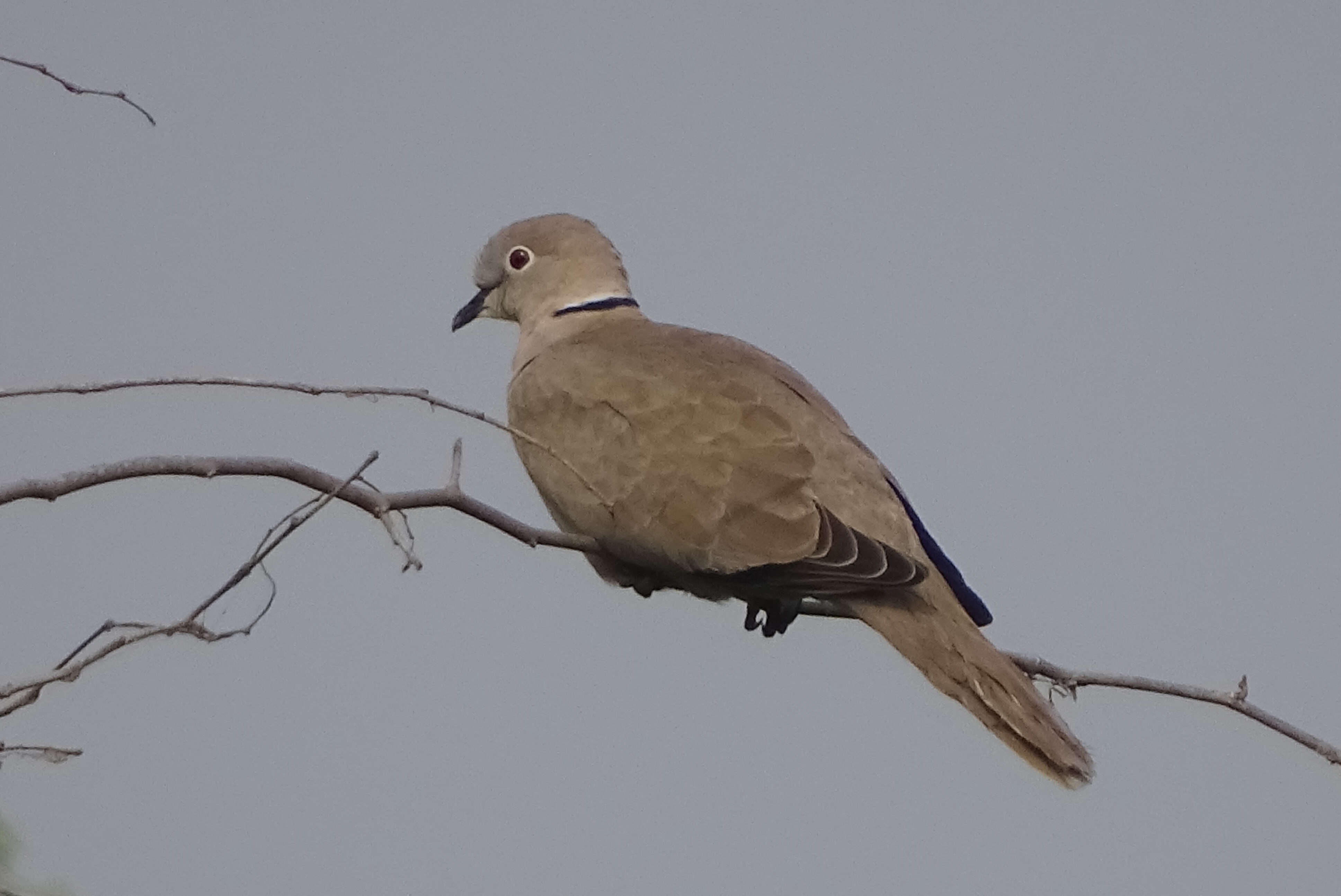 Image of Collared Dove