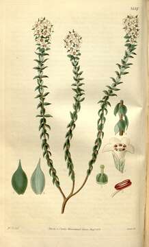 Image of Epacris heteronema Labill.