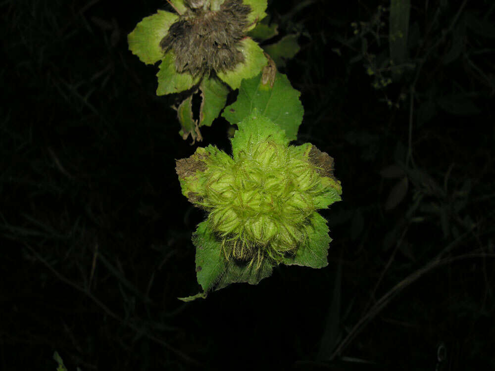 Image of leafbract