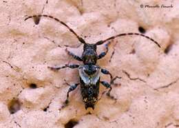 Pogonocherus hispidus (Linné 1758) resmi