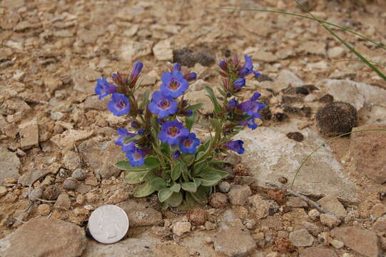 Слика од Penstemon dolius M. E. Jones