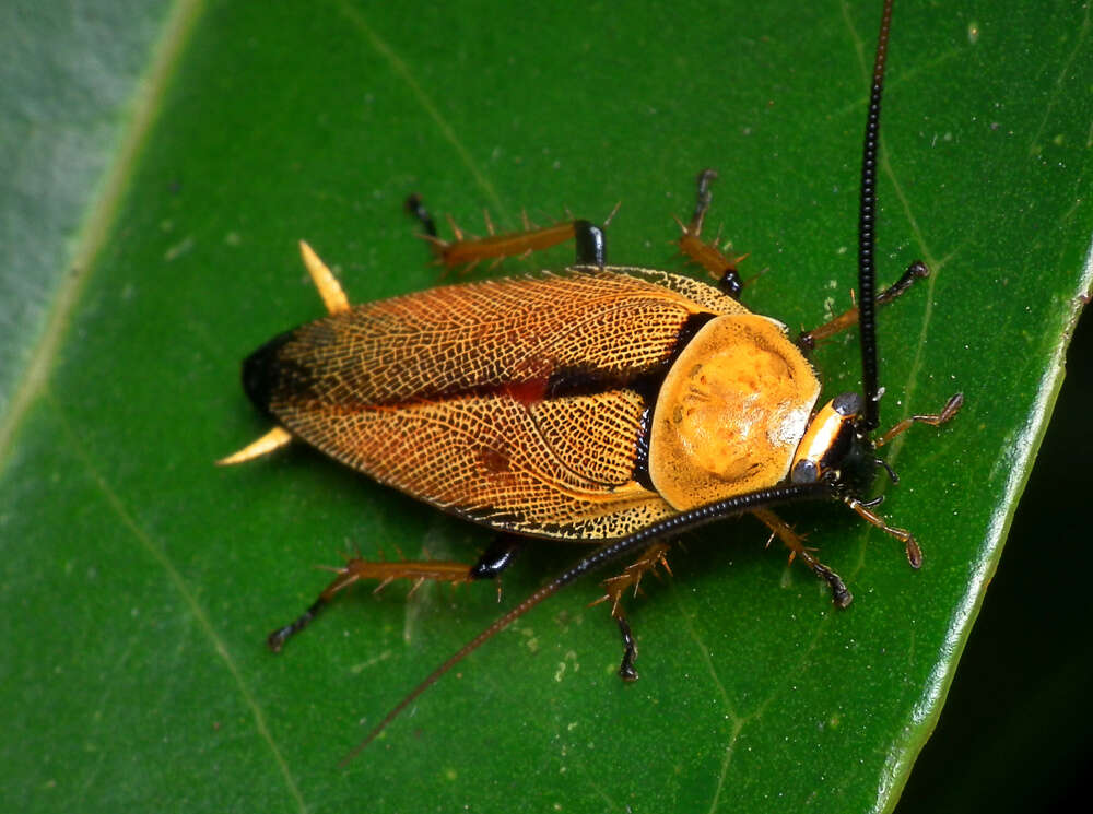 Image of bush cockroach