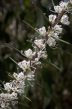 Imagem de Hakea teretifolia (Salisb.) Britten