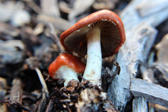 Image of Leratiomyces