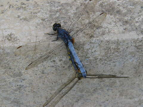 Image of Skimmers (Dragonflies)