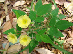 Image of shrubby woodsorrel