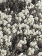 Image of Helichrysum newii Oliv. & Hiern