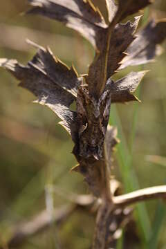 Image of Autographa