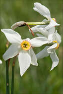 Narcissus poeticus subsp. radiiflorus (Salisb.) Baker的圖片