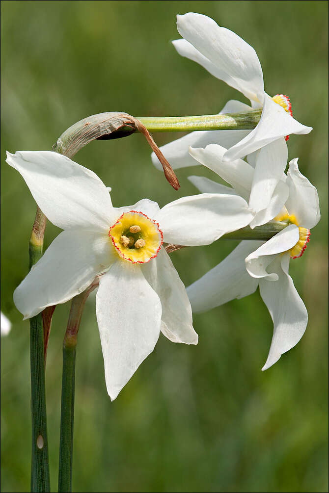 Narcissus poeticus subsp. radiiflorus (Salisb.) Baker的圖片