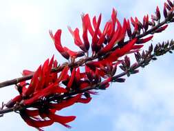 Image of coral erythrina