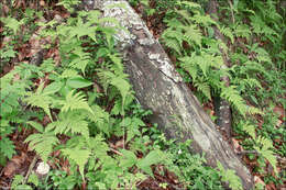 Image of beechfern