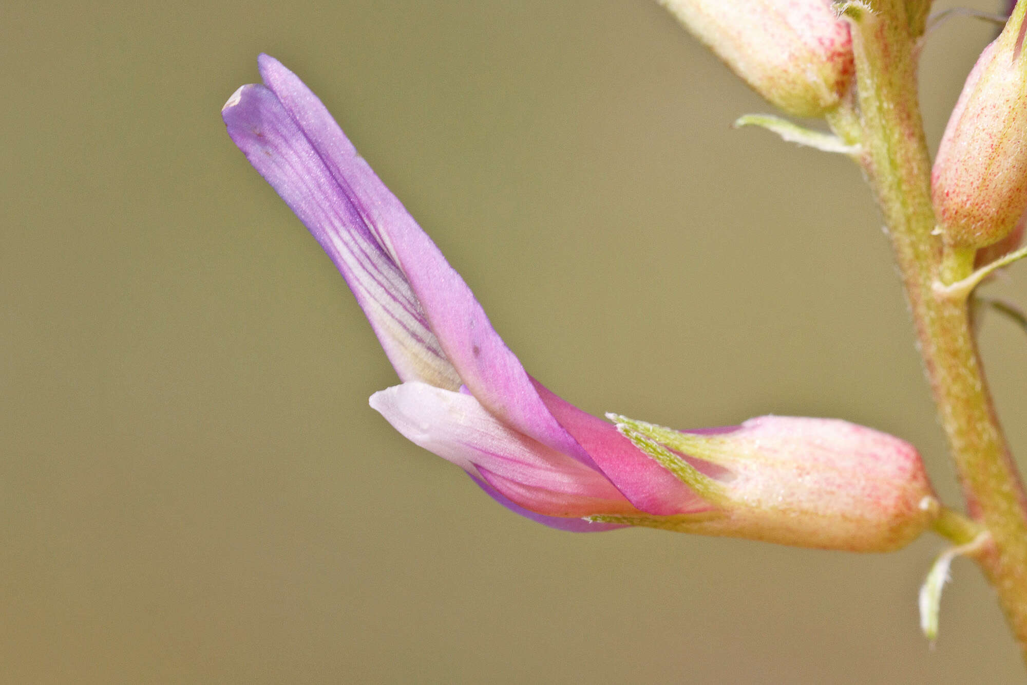 Image of Montpellier milkvetch