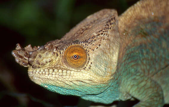 Image of Madagascar & Seychelles Islands Chameleons