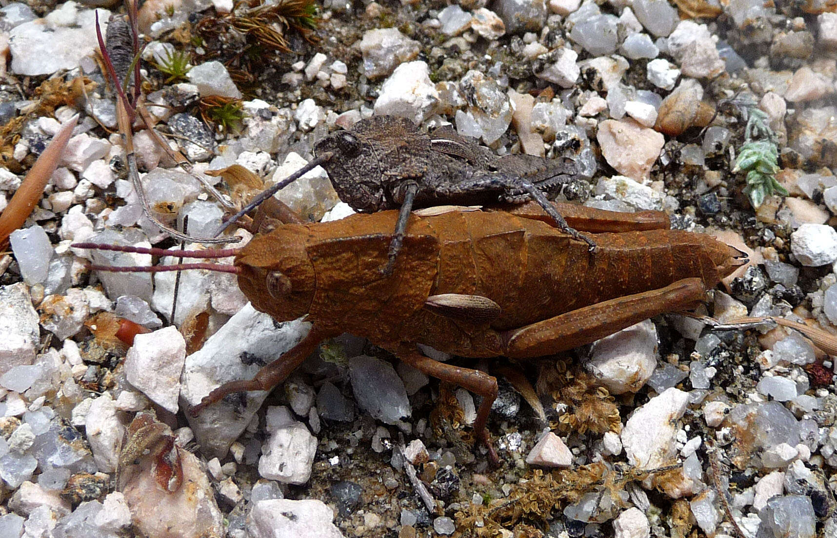 Image of toad grasshoppers