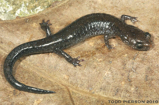 Sivun Plethodon ventralis Highton 1997 kuva