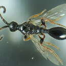 Image of Belyta depressa