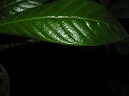 Psychotria marginata Sw.的圖片