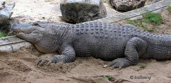 Image of Crocodylus