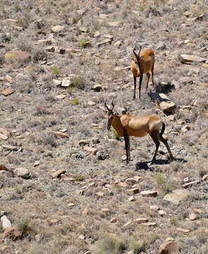 Image of Hartebeest