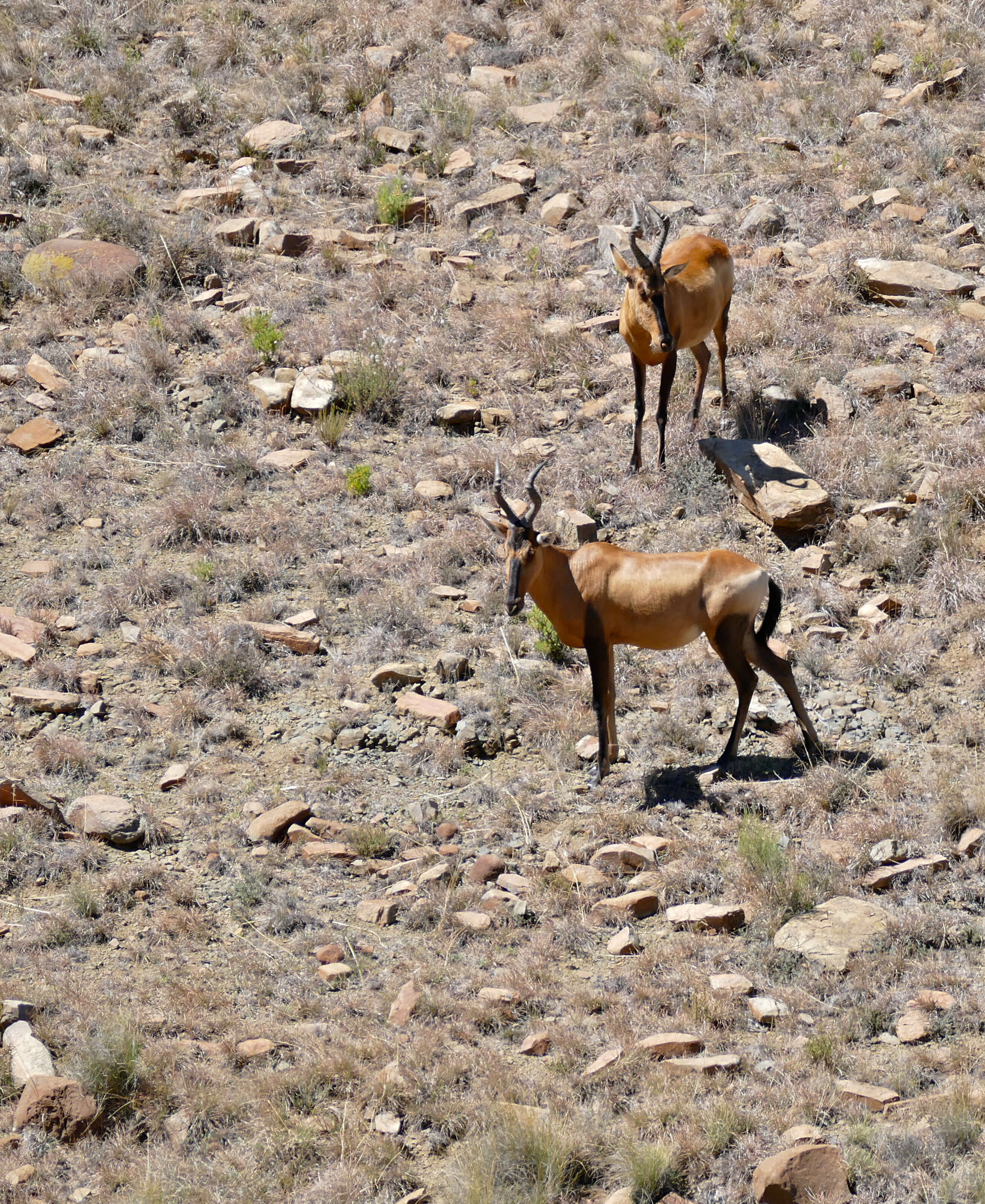 Image of Hartebeest