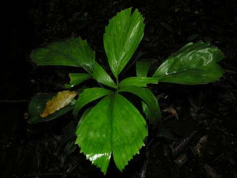 Image of Reinhardtia simplex (H. Wendl.) Burret