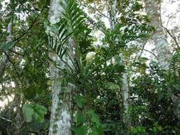 Image of monstera