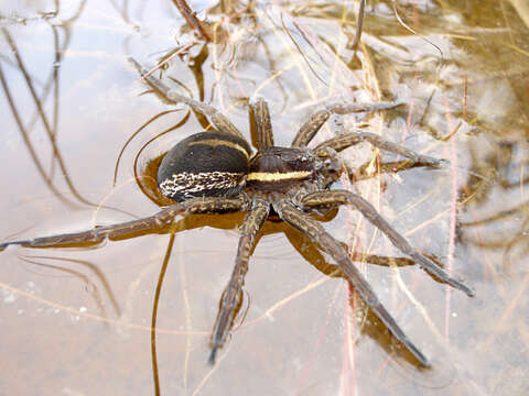 Plancia ëd Dolomedes fimbriatus (Clerck 1757)