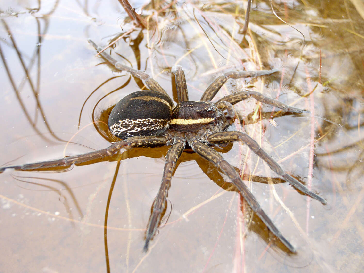 Image of Fishing Spiders