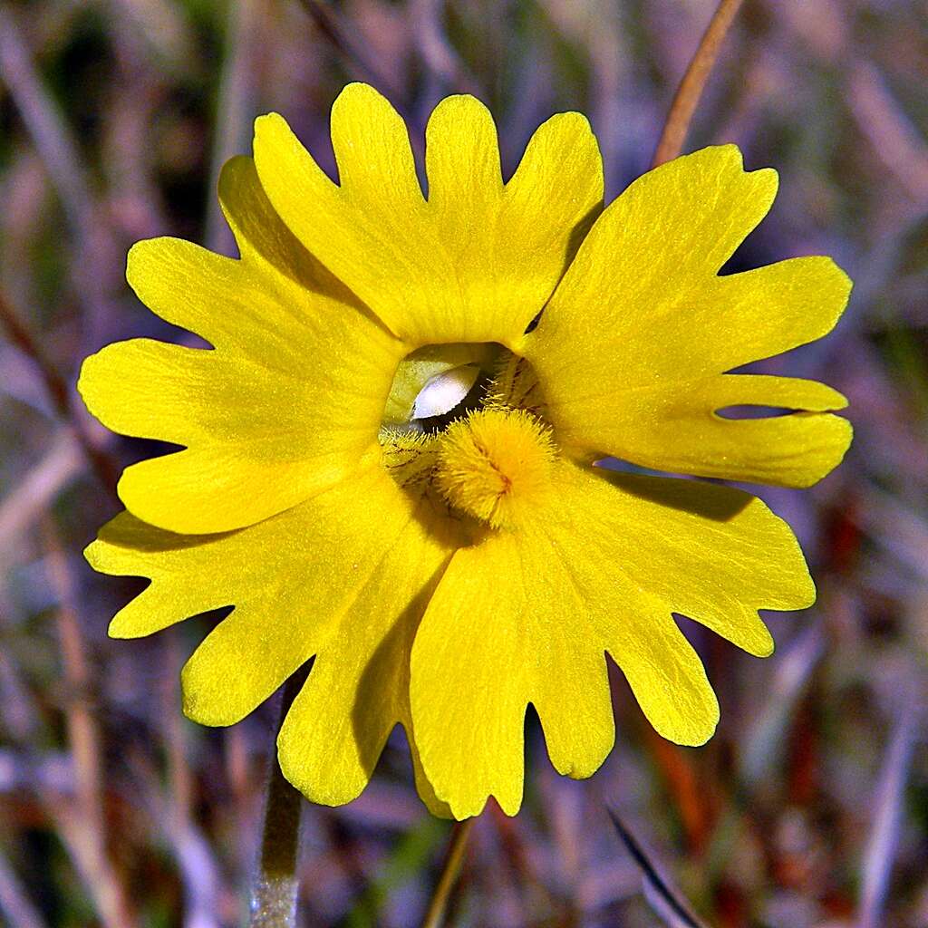 Image of yellow butterwort