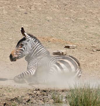 Image of zebra