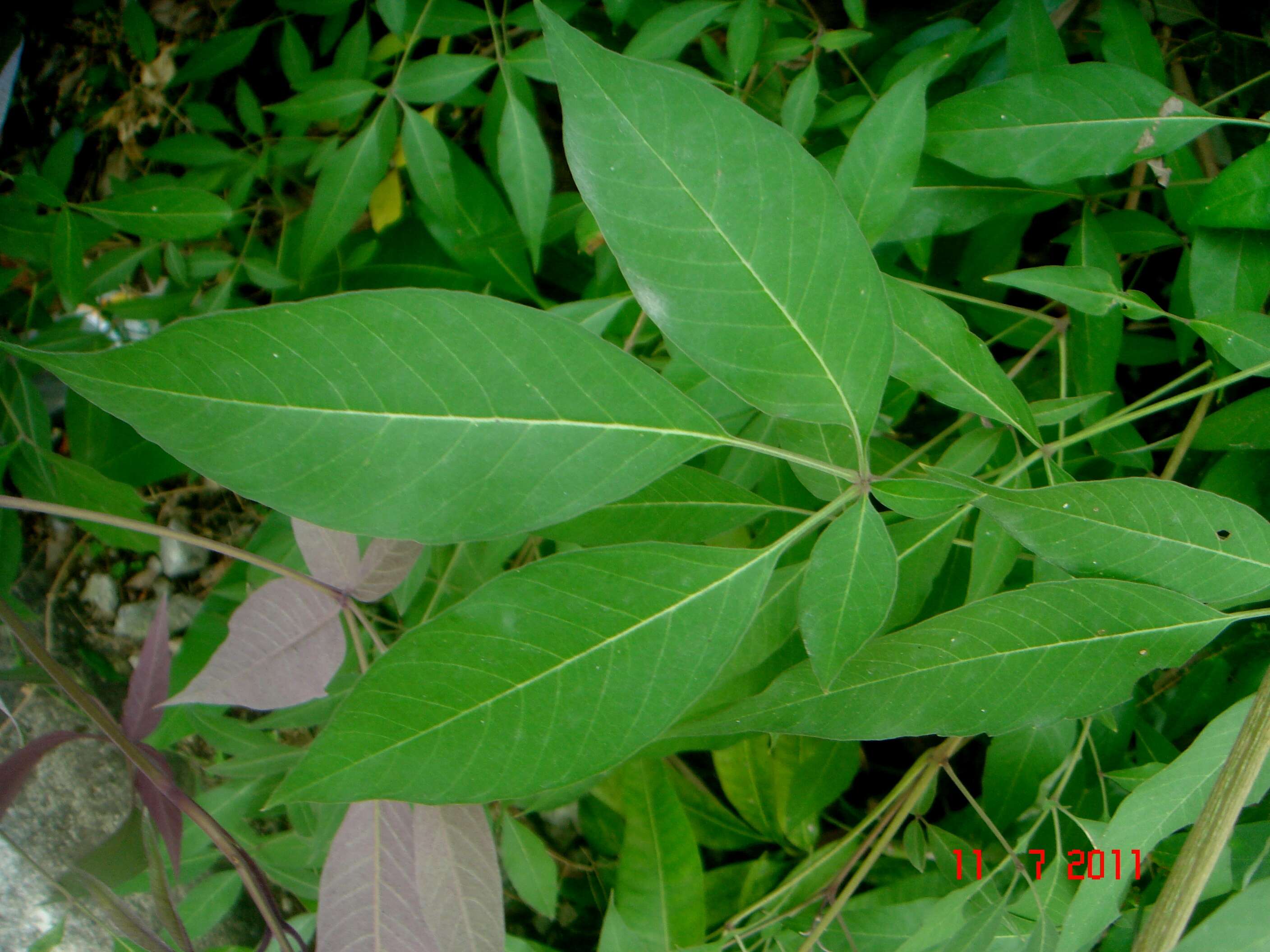 Image of Chaste-tree