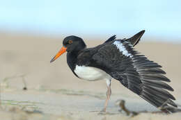 Image of Australian Pied Oystercatcher