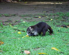 Image of Coati