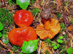 Image of waxcaps (fungi)