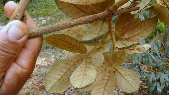 صورة Vitex hypoleuca Schauer