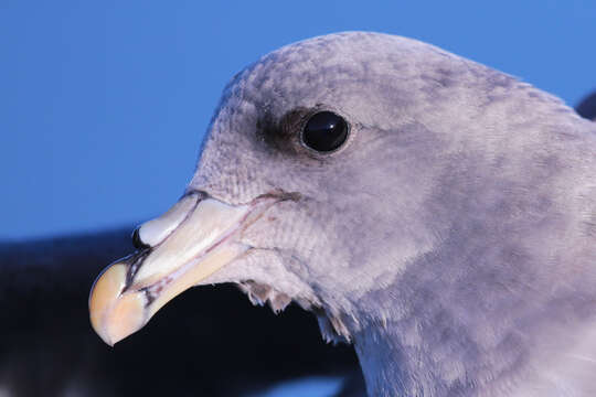 Image of Fulmar