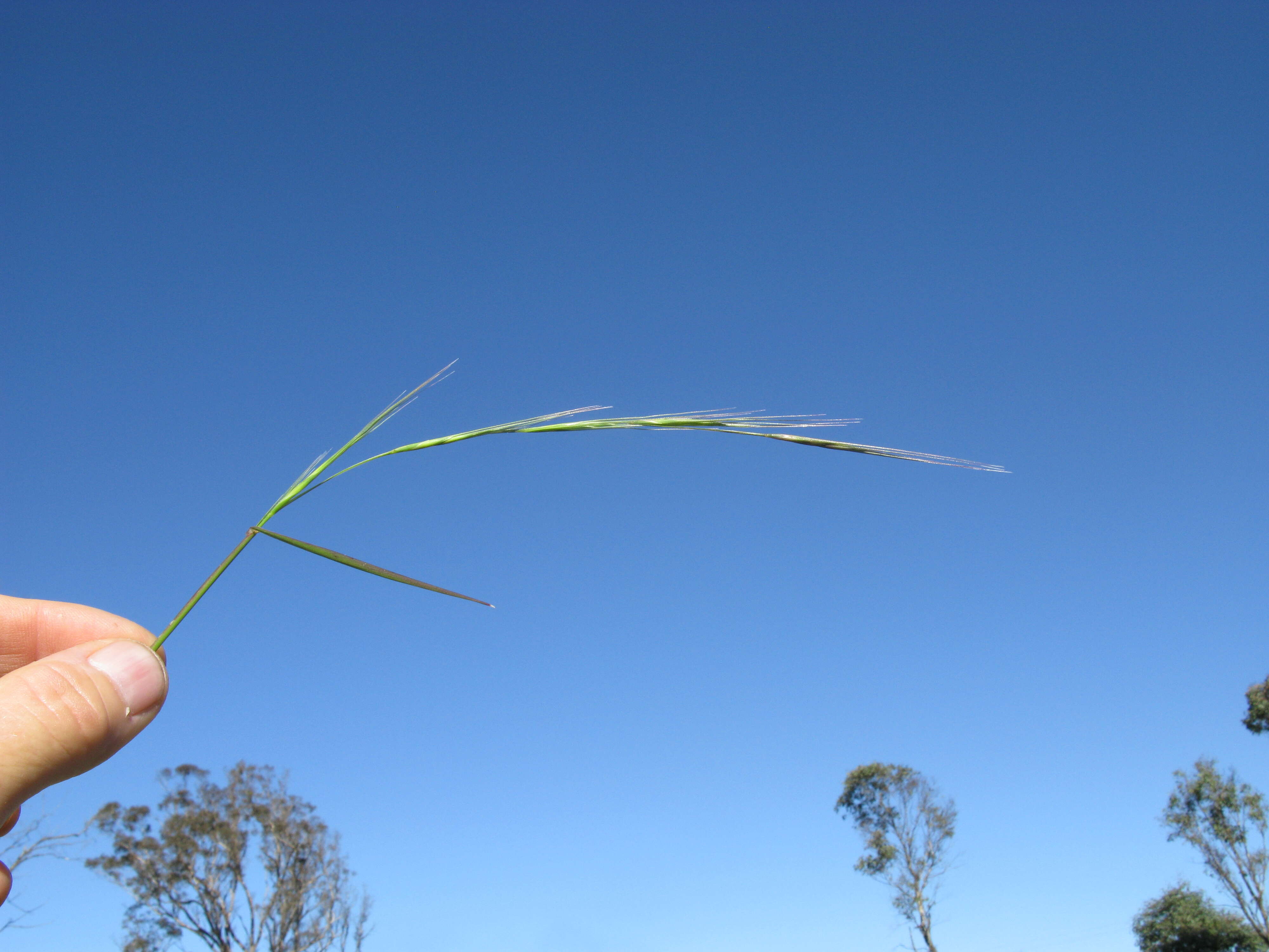 Image of Anthosachne scabra (R. Br.) Nevski